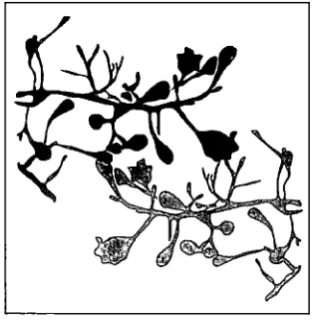 Figure 4. 6. The motif. 