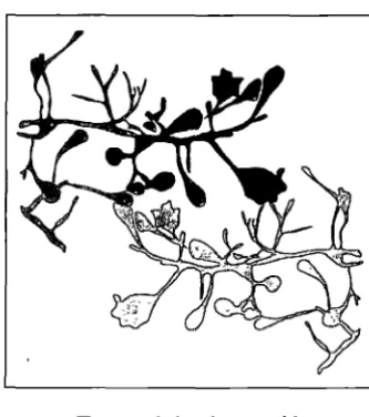 Figure 1.1. The motif. 