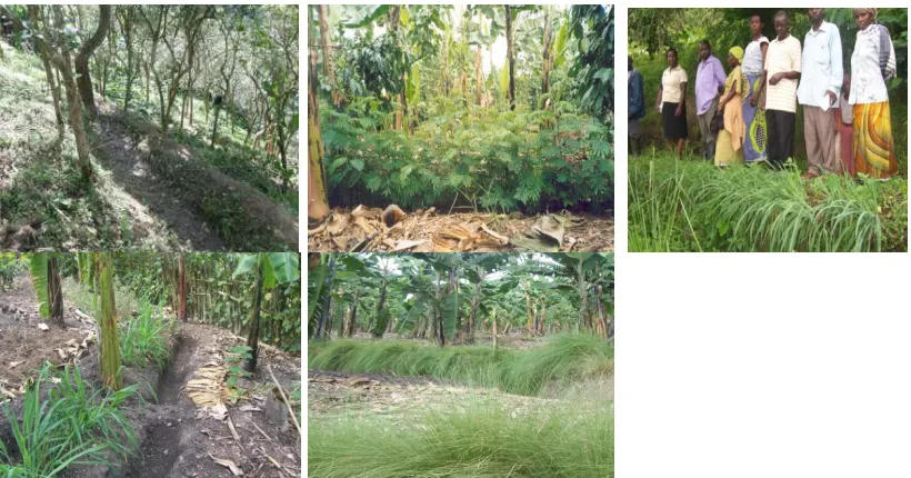 Figure 1: Examples of agro-ecological methods which can be used in organic farming. A lot of manuals go more in-depth – the photos below are just some examples