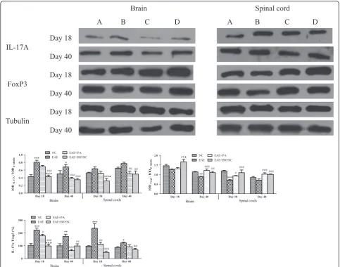 Figure 8 Western blot analysis of the effect of BSYSC on IL-17A and FoxP3 protein expressions in the brain and spinal cord of mice.(A) to (D) NC, EAE, EAE + PA and EAE + BSYSC mice
