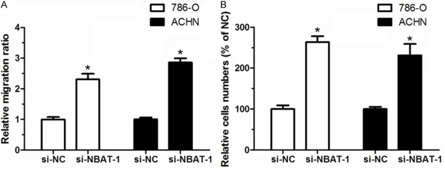 Figure 4. NBAT-1 knockdown increased cell migration and invasion of renal cancer cells