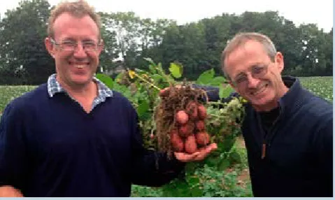Table potatoes: Round to oval varieties