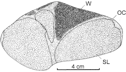 FIG. 1- Composite mantle xenolith, showing spine! lherzolite (SL), intruded by finer grained margins of cumulate olivine clinopyroxenite (OC) and coarse cumulate wehrlite (WJ