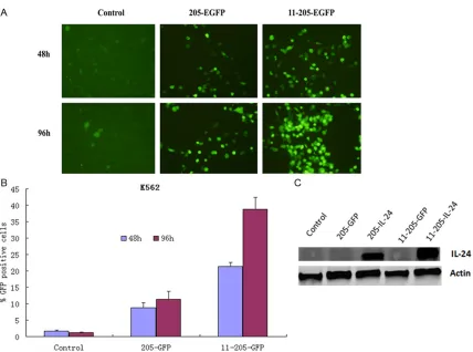 Figure 3. Specific selective replication of recombinant adenoviruses in vitro. A. Representative photomicrographs was obtained from K562 cells infected with AdCN205-EGFP AdCN205-11-EGFPor Ad-wt at a MOI of 10
