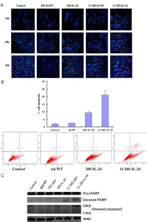 Figure 4. Expression of IL-24 and Induction of cell apoptosis in CML cells after infection with AdCN205-11-IL-24 in vitro