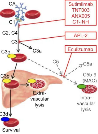 Figure 2 Role of the classical and terminal complement pathways in cold agglutinindisease and target levels of complement inhibitors
