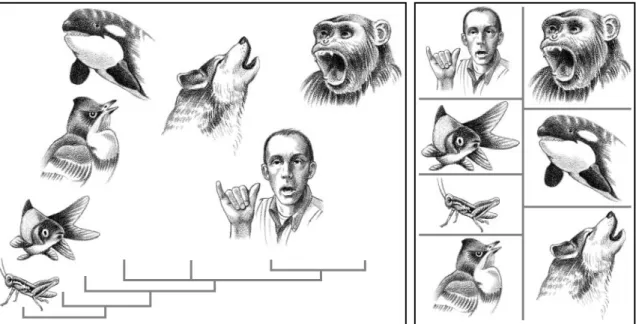 Fig. 1. The animal kingdom has been designed on the basis of highly conserved developmental systems that read an almost universal language coded in DNA base pairs