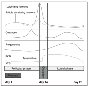 Figure 2.5- Female menstrual cycle: indicates the menstrual cycle phases and changes in hormones during the cycle and body temperature 