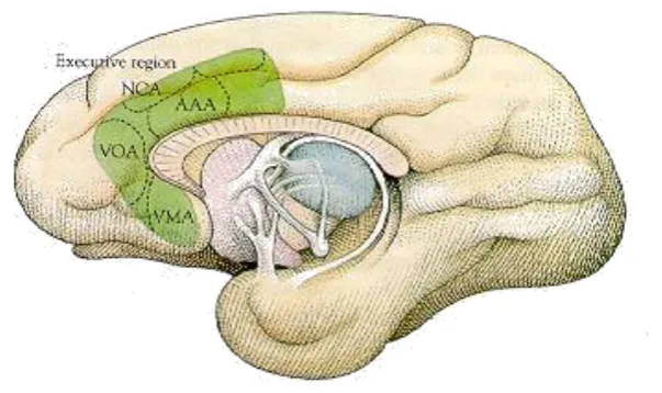 Figure 1. The anterior cingulate gyrus of the monkey brain contains 