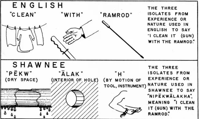 Figure  9.  Languages  dissect  nature  differently.  The  different  isolates  of  meaning  (thoughts)  used  by  English  and  Shawnee  in  reporting  the  same  experience,  that  of  cleaning  a  gun  by  running  the  ramrod  through  it