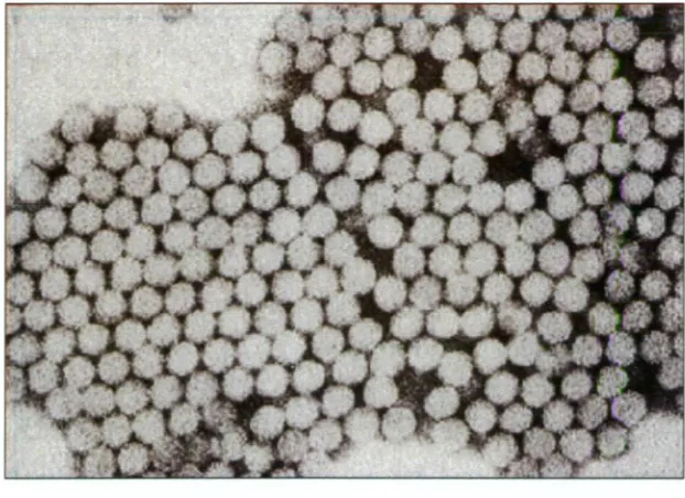 Figure 1.1. Electron micrograph of hepatitis A virus (HAV) virions. 