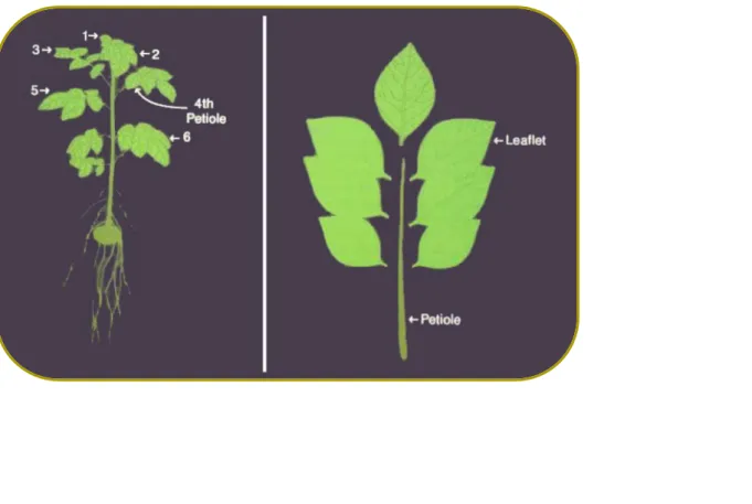 Figure 10: The structure of the 4 th  leaf on a potato plant     