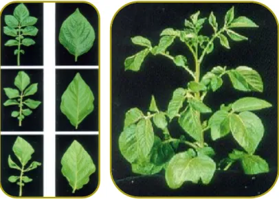 Figure 18: Characteristic nitrogen (N) deficiency symptoms 