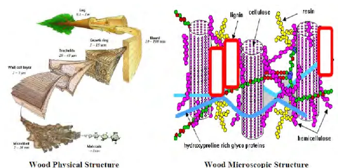 FIGURE 1: PHYSICAL AND MICROSCOPIC STRUCUTURE OF WOOD 