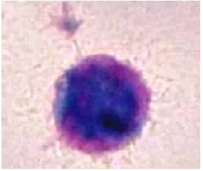 Figure 1.1: Haemopoietic stem cell. Stained with May-Grunwald-Giemsa at 