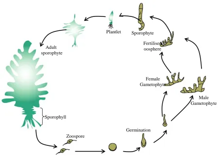 Figure 1.9: Schematic diagram showing Undaria life cycle.