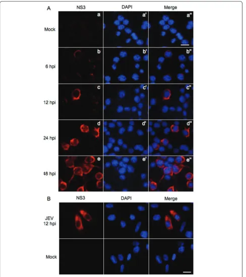 Figure 4 Analysis of the intracellular localization of NS3. Neuro-2a (A) and PIEC cells (B) were infected with the SH-JEV01 strain of JEV andimmunostained with anti-NS3 antibody (red) at the indicated times