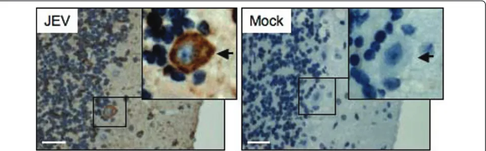 Figure 6 Detection of NS3 in Purkinje cells. One-week-old sucking mice were infected with the SH-JEV01 strain of JEV (1.0 × 106 PFU).Samples were collected from the cerebellum of mice showing the neurological signs and stained immunohistochemically with th