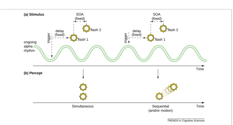 Fig. 2. Perception and alpha phase. The perception of a given physical event can be influenced by the phase of the ongoing alpha EEG cycle at which this event takes place.
