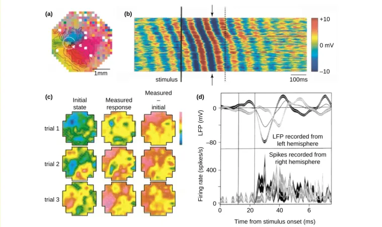 Figure I illustrates a few recent examples of techniques that open new avenues of exploration: trial-per-trial EEG analysis can reveal  stimulus-induced phase resets [35,56]; trial-per-trial optical imaging exhibits ongoing activity and stimulus-induced tr