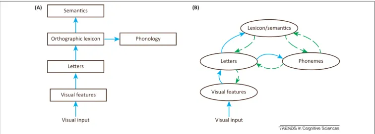 Figure 1. Core architectural and functional assumptions of temporally modular feedforward versus interactive models of visual word recognition