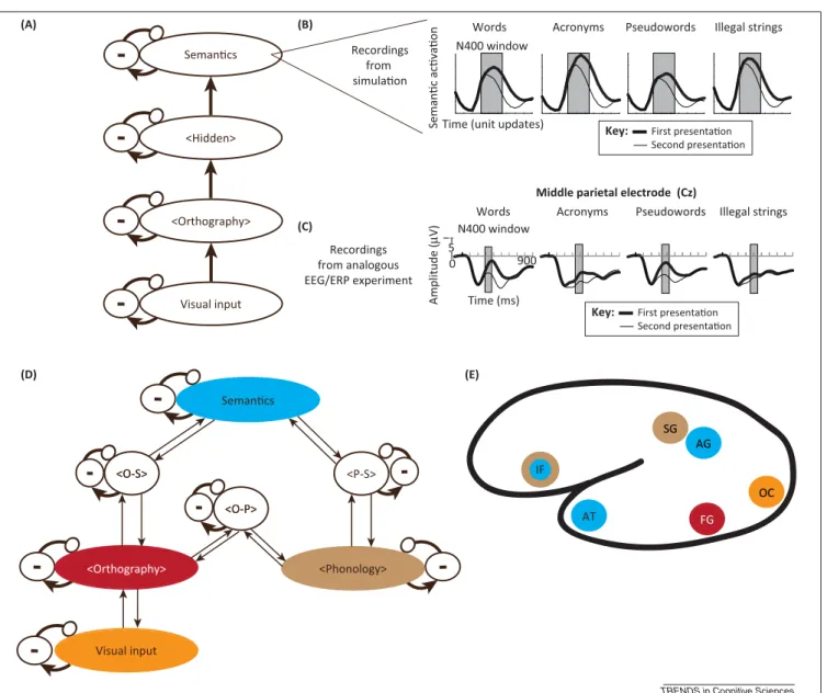Figure 2. Integration of insights from more biologically plausible connectionist models and neuroimaging data