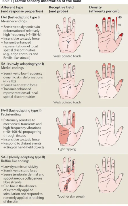 Table 1 | Tactile sensory innervation of the hand Afferent type  
