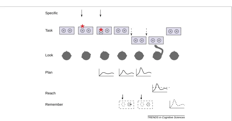 Fig. 2a illustrates the evolution of activation on the very first A trial. Before the infant has seen any object hidden, there is activation in the field at both the A and B locations from the two covers