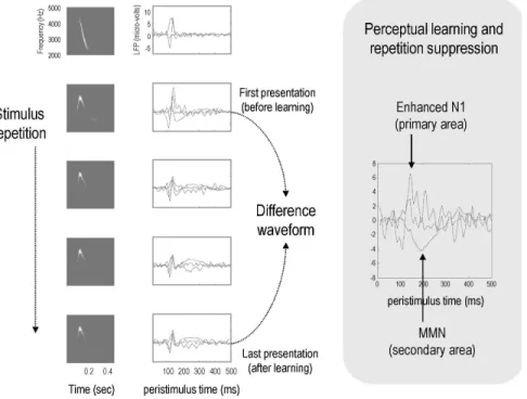 Fig. 6: A demonstration of perceptual learning. This figure shows the results of a simulated  roving  oddball  paradigm,  in  which  a  stimulus  is  changed  sporadically  to  elicit  an  oddball  (i.e.,  deviant)  response
