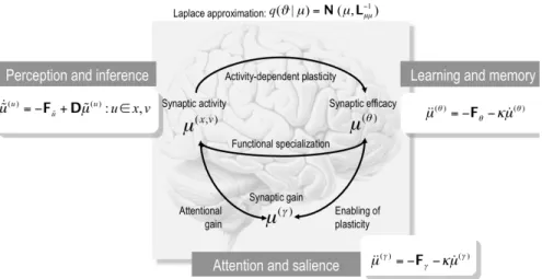 Fig. 7: The recognition density and its sufficient statistics. This schematic maps free-energy  optimisation of the recognition density to putative processes in the brain: Under the Laplace  assumption,  the  sufficient  statistics  of  the  recognition  d