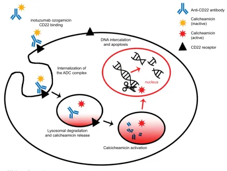 Figure 1 Mechanism of inotuzumab ozogamicin.Notes: Inotuzumab ozogamicin binds to the CD22 receptor of B cells and is internalized as a CD22–ADC complex