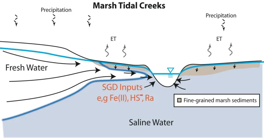 Figure 1.1.  Simple schematic of hydrological processes in a marsh tidal creek.  Water and particle flow through the sediment could create a batch reactor within the system