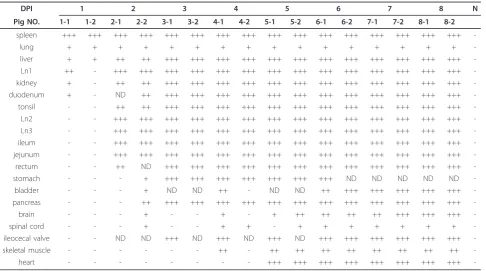 Figure 4 Clinical score values and body temperature from CSFSM strain experimentally infected pigs