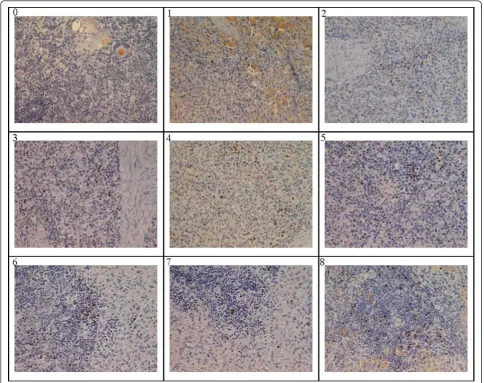 Figure 5 CSFV antigen localization based on WH303-mediated immune-histochemistry for spleen from day 1 to 8