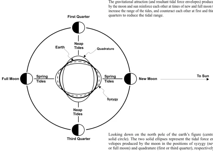 Figure 4. An illustration of solar and lunar tide producing forces.  The largest tides, spring tides, are produced at new and full moon
