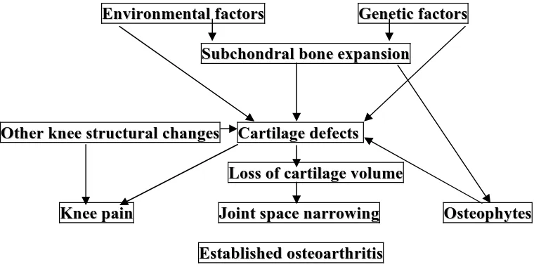 Figure 3. A schema of working hypothesis for the pathogenesis of knee OA viewed