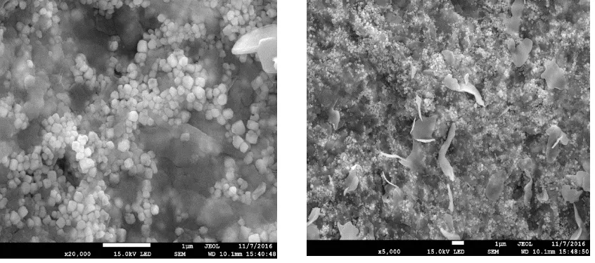 Figure 3: Field emission scanning electron microscope (FESEM) images of silver nanoparticles (AgNO3) synthesised through Isochrysis sp