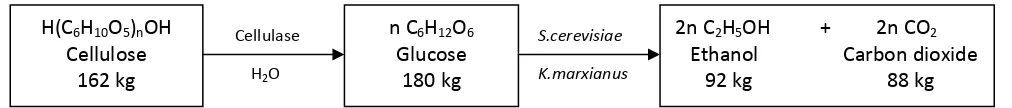 Figure 1. Scheme of ethanol production from cellulose biomass by yeast (S.cerevisiaeK.marxianus and ) 