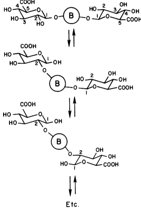 Fig 5.Conversionmonoglucuronideof bilirubinto bilirubinmonoglucuronide.Onlyoneof thetwopossiblederivativesis shown.