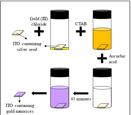 Fig. 2 Schematic of the growth process of gold nanorices.  