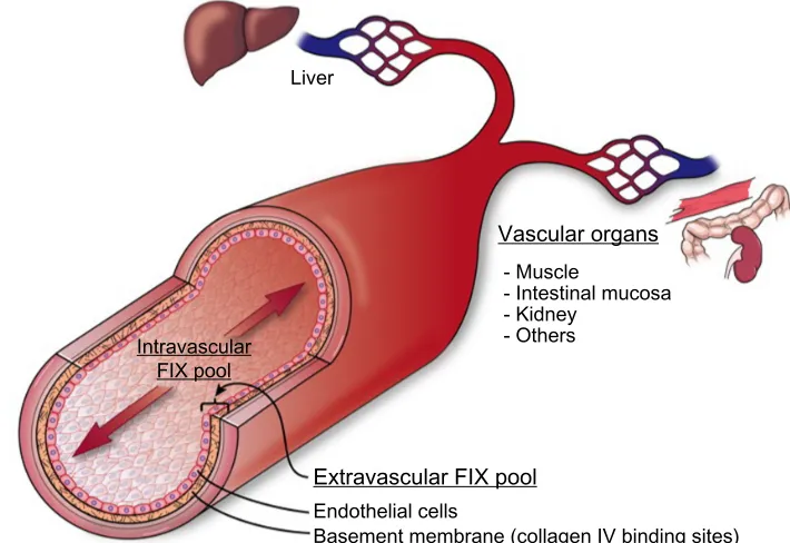 Figure 2 Cross section of blood vessel indicating location of extravascular FiX pool.Notes: intravascular compartment consists of circulating FiX protein, extravascular compartment is represented by the endothelial monolayer plus the basement membrane that