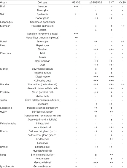 Table 1. Expression of GSK3β, pS9GSK3β, CK7 and CK20 in normal human adult tissues