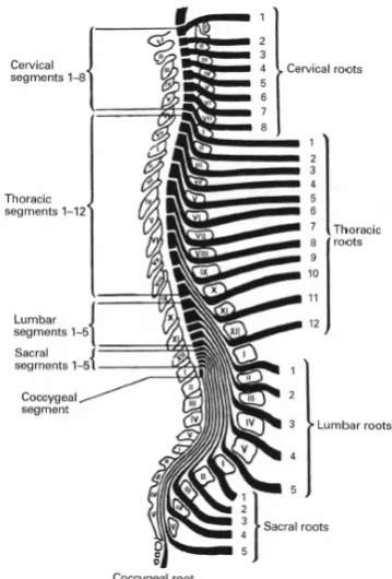 Fig. 8: The spinal cord and spinal nerves  