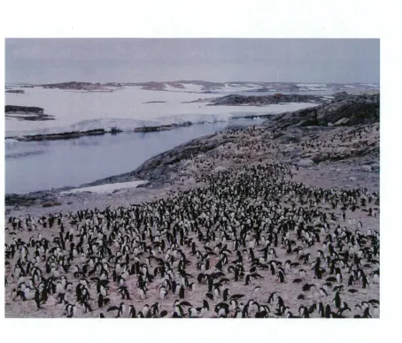 Fig 2.1: Adelie penguin colony at Whitney Pt, January, 2006. This colony is undergoing a strong population increase (3900% more breeding pairs than when the colony was first counted in 