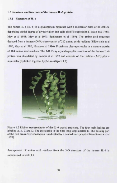 Figure 1.2 Ribbon representation of the IL-6 crystal structure. The four main helices are 