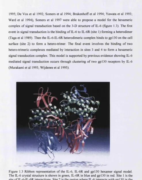Figure 1.3 Ribbon representation of the IL-6, IL-6R and gpl30 hexamer signal model. 