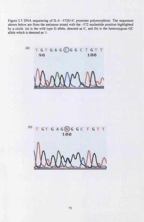 Figure 2.5 DNA sequencing of IL-6 -572G>C promoter polymorphism. The sequences 