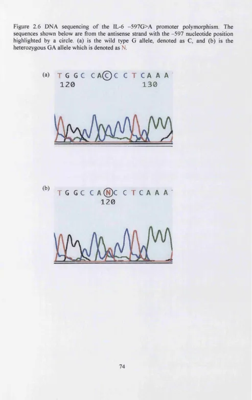 Figure 2.6 DNA sequencing of the IL-6 -597G>A promoter polymorphism. The 