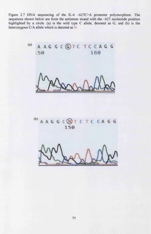 Figure 2.7 DNA sequencing of the IL-6 -627C>A promoter polymorphism. The 