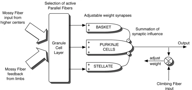Fig. 1. Schematic diagram of the cerebellum (adapted from [2]).